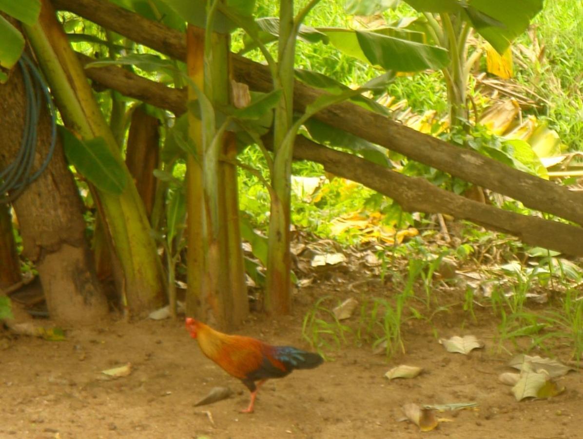 Homestay Camping Anuradhapura Exterior foto